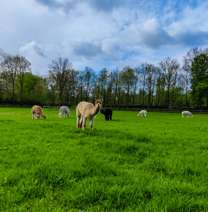 Alpacas Meander 2024